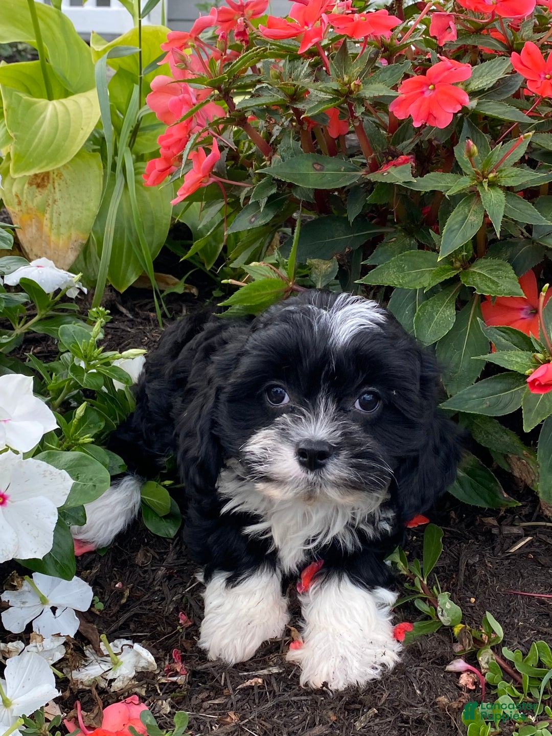 Mixed Breed dogs for sale: Lenny  - Ad 5