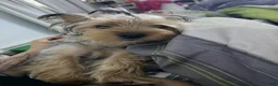 Yorkshire Terrier dogs for sale: Yorkshire Terrier 1 - Ad 3