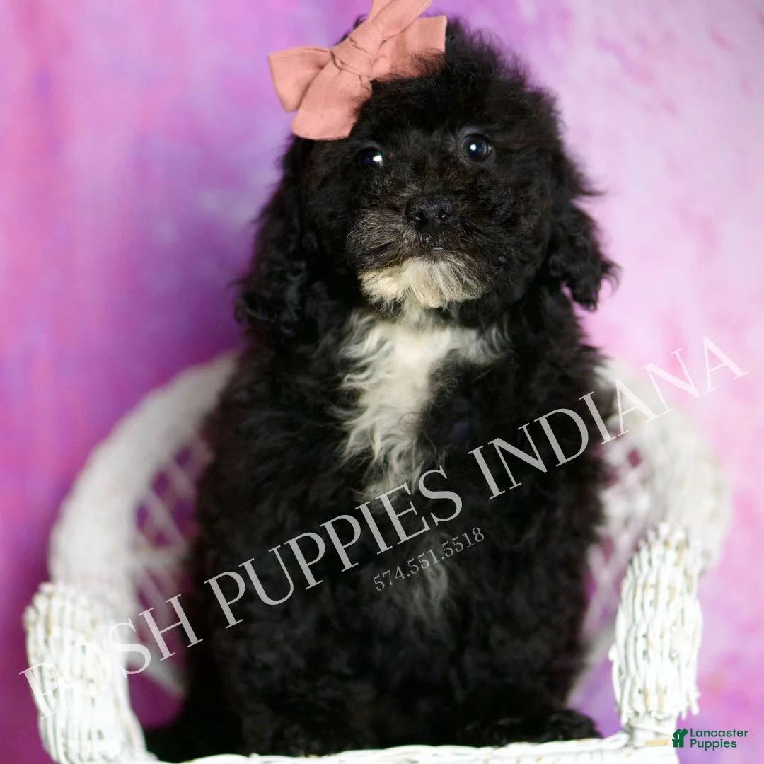 Toy Poodle dogs for sale: Wally - Ad 2