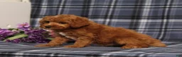 Miniature Poodle dogs for sale: AKC Quartz - Ad 5