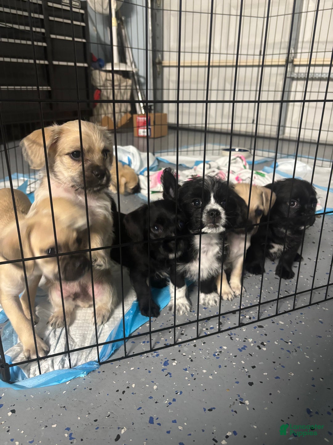 Mixed Breed dogs for sale: Butters - Ad 4