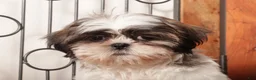 Shih Tzu dogs for sale: Muffin - Ad 2