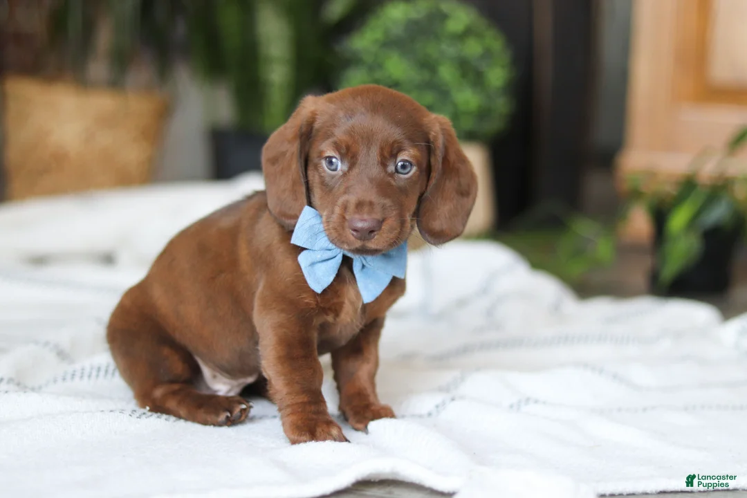 Miniature Dachshund dogs for sale: Adouille - Ad 5