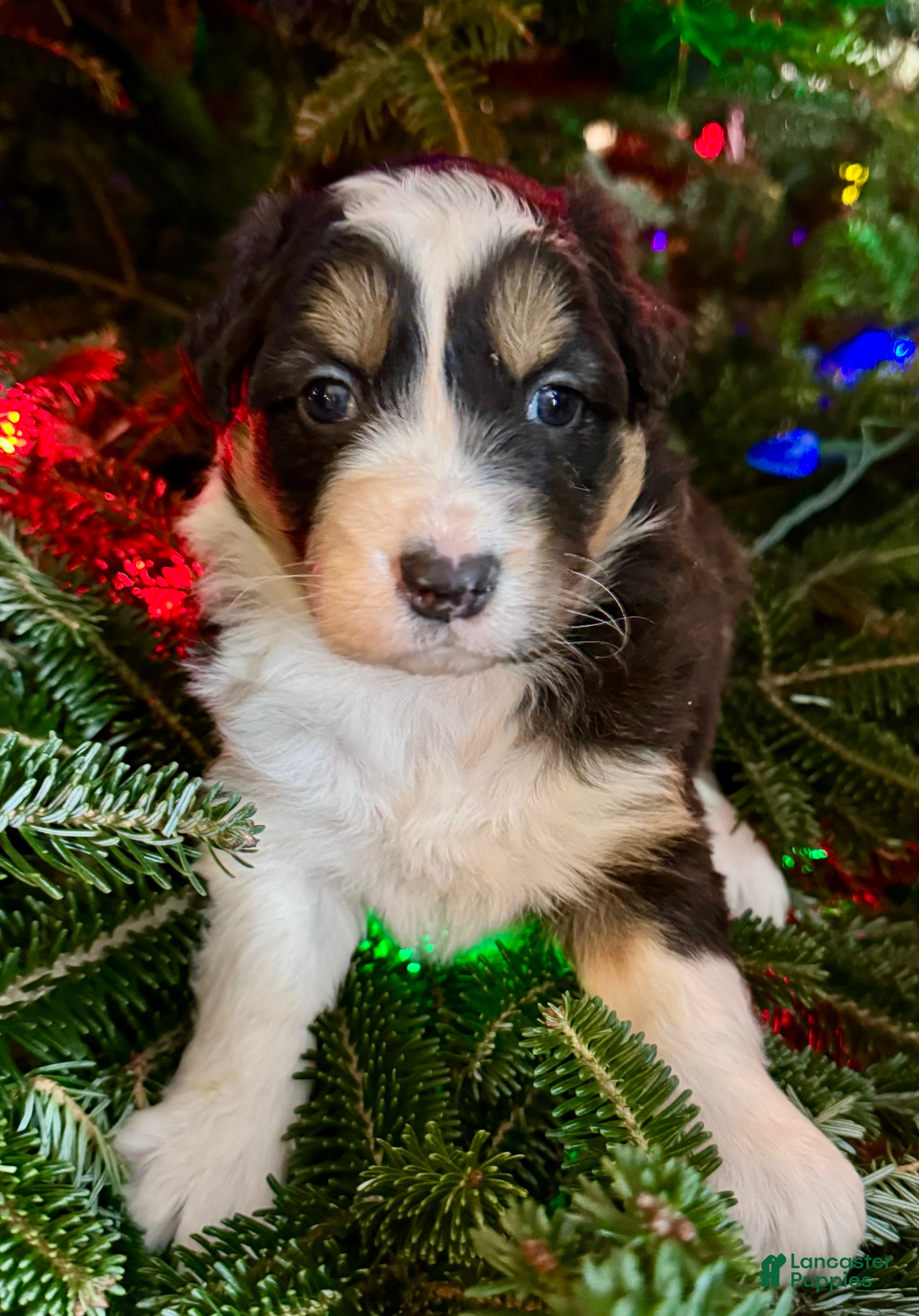 Mixed Breed dogs Mixed Breed Puppy 2 - Ad 2