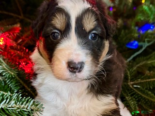 Mixed Breed dogs Mixed Breed Puppy 2 - Ad 3