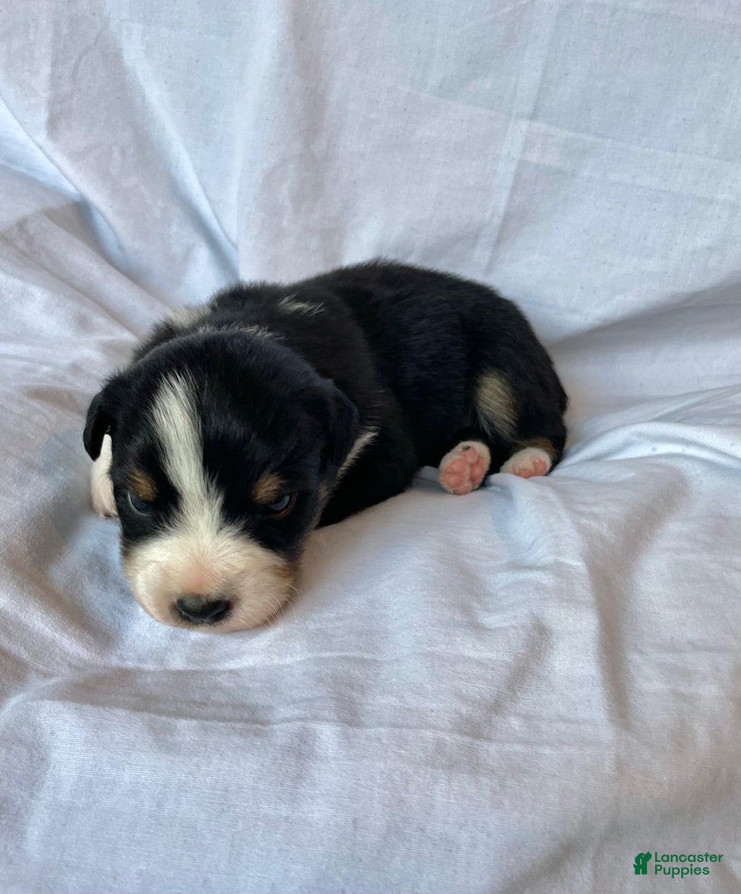 Australian Shepherd dogs for sale: Chance - Ad 14