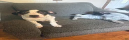 Australian Cattle Dog dogs for sale: Jasper - Ad 3