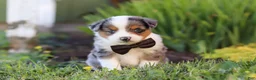 Toy Australian Shepherd dogs for sale: Thomas - Ad 4