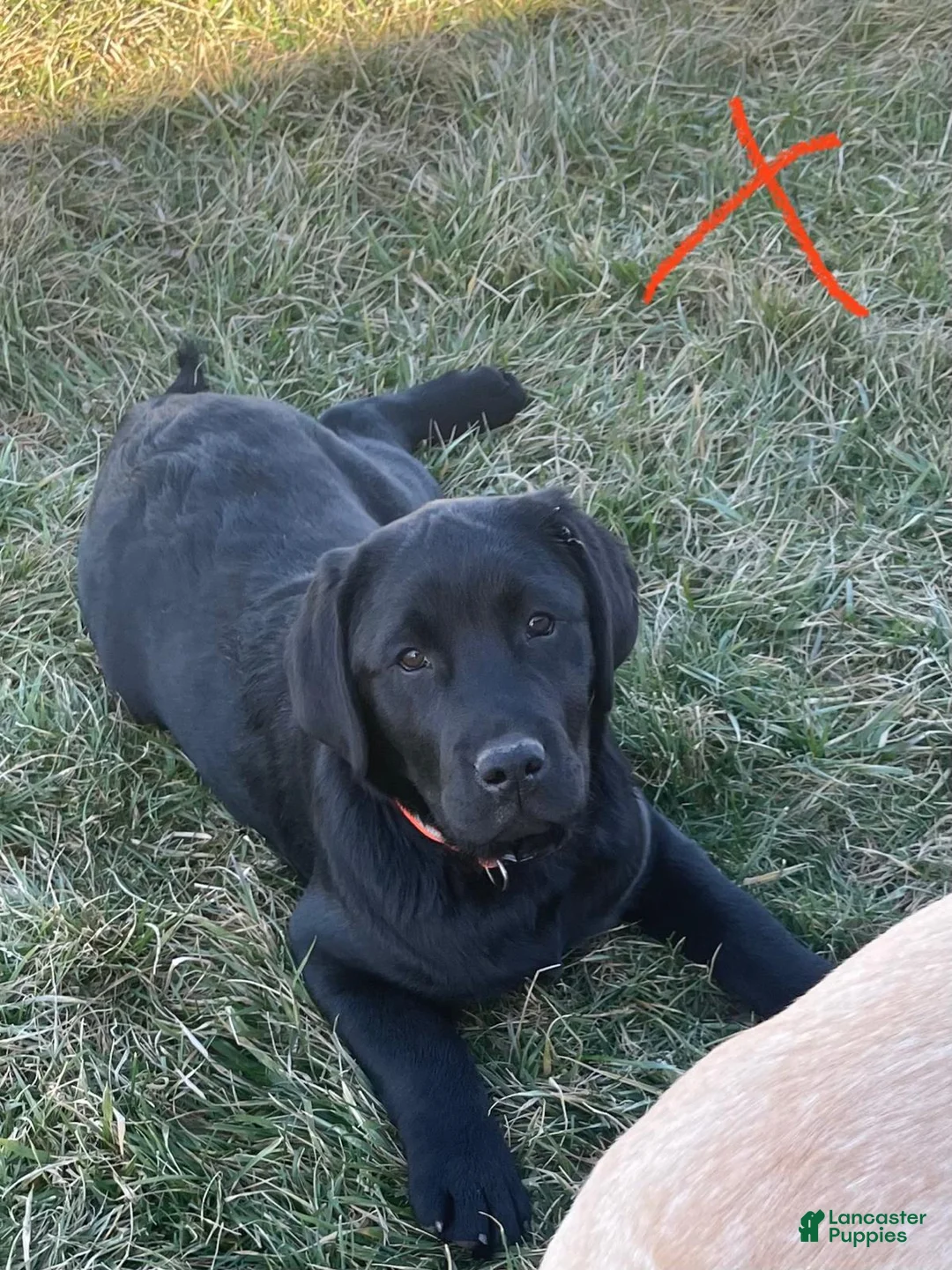 Labrador Retriever dogs for sale: Labrador Retriever Puppy 1 - Ad 1
