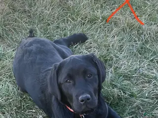 Labrador Retriever dogs Labrador Retriever Puppy 1 - Ad 38