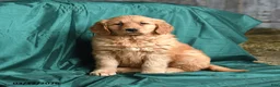 Golden Retriever dogs for sale: Sasha - Ad 3