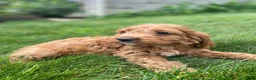 Cockapoo dogs for sale: Otis - Ad 10