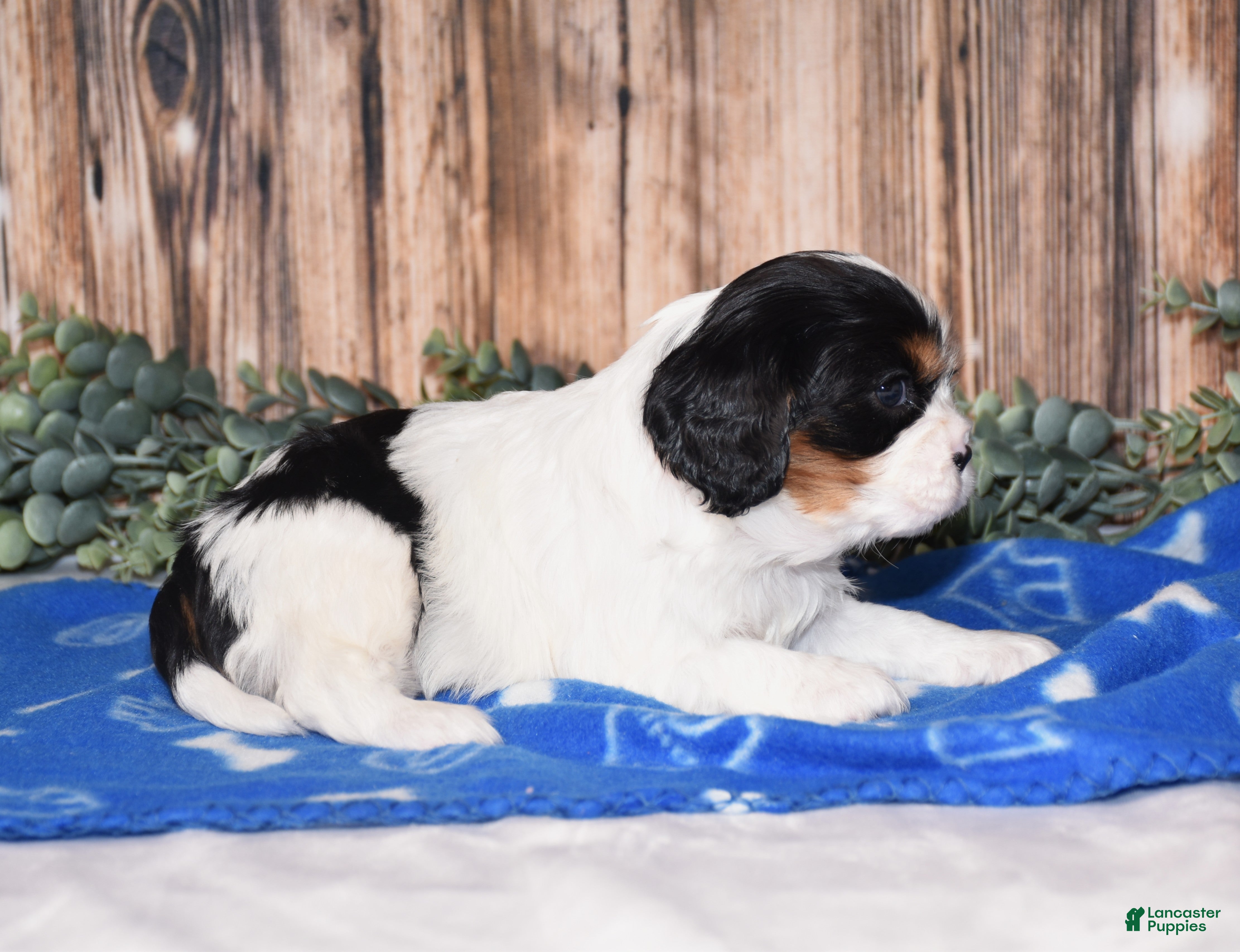 Cavalier King Charles Spaniel dogs Dante - Ad 2