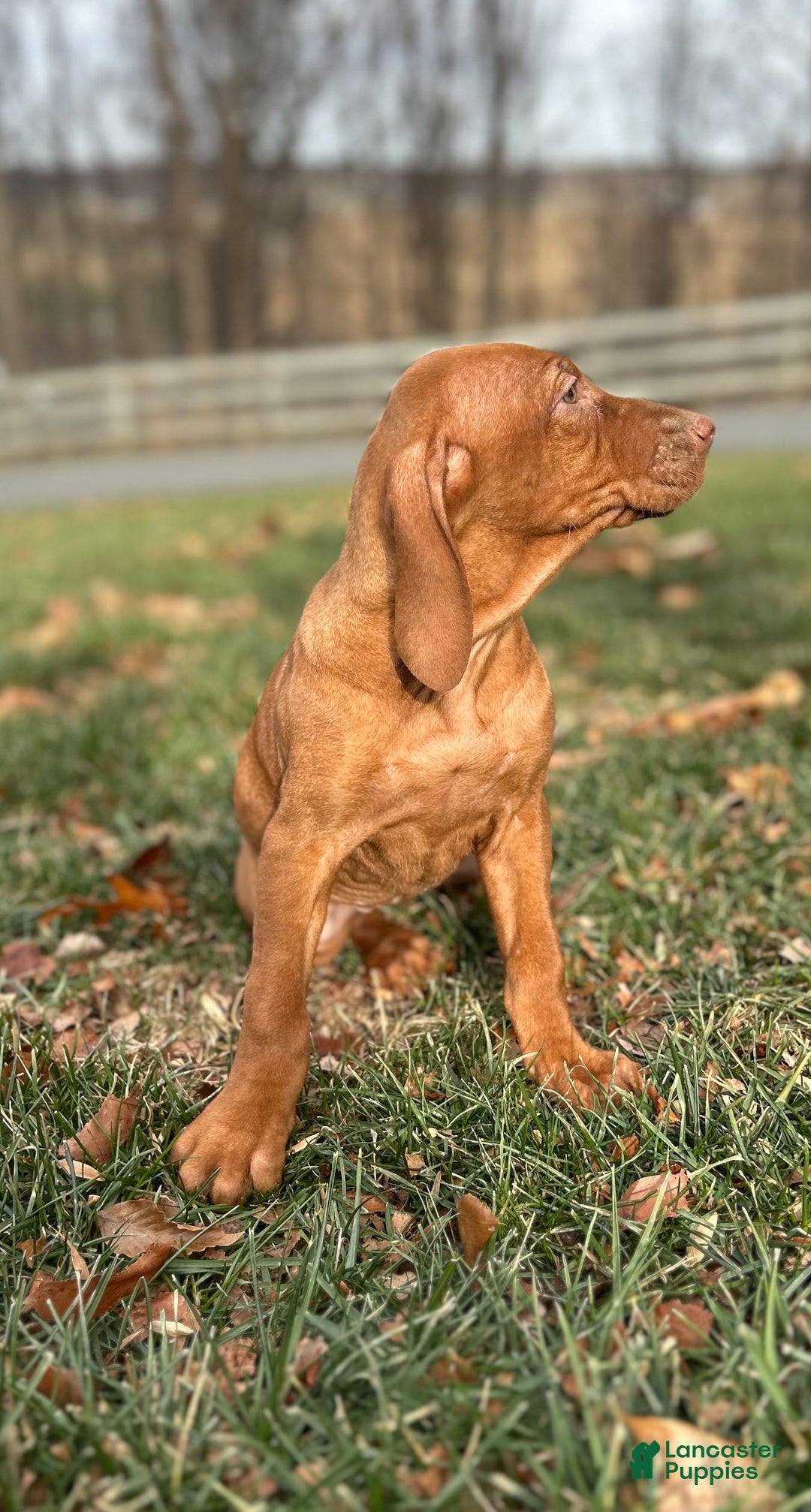 Vizsla dogs for sale: Val - Ad 3