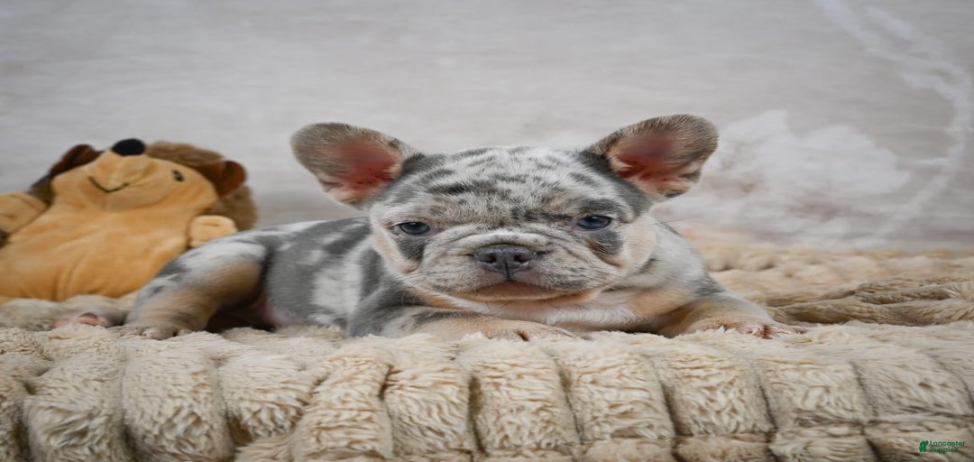 Gallery Image {{count}}