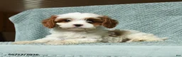 Cavapoo dogs for sale: Bengal - Ad 3