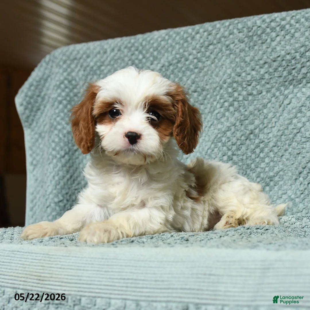 Cavapoo dogs for sale: Bengal - Ad 3