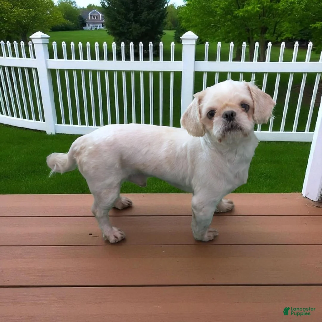 Shih Tzu dogs for sale: Ike - Ad 6