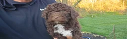 Portuguese Water Dog dogs for sale: Fritz - Ad 3