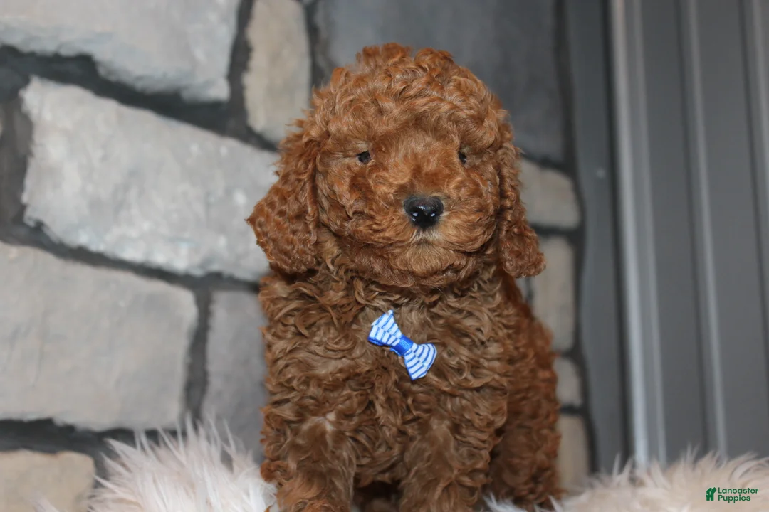 Miniature Poodle dogs for sale: AKC JAX - Ad 10