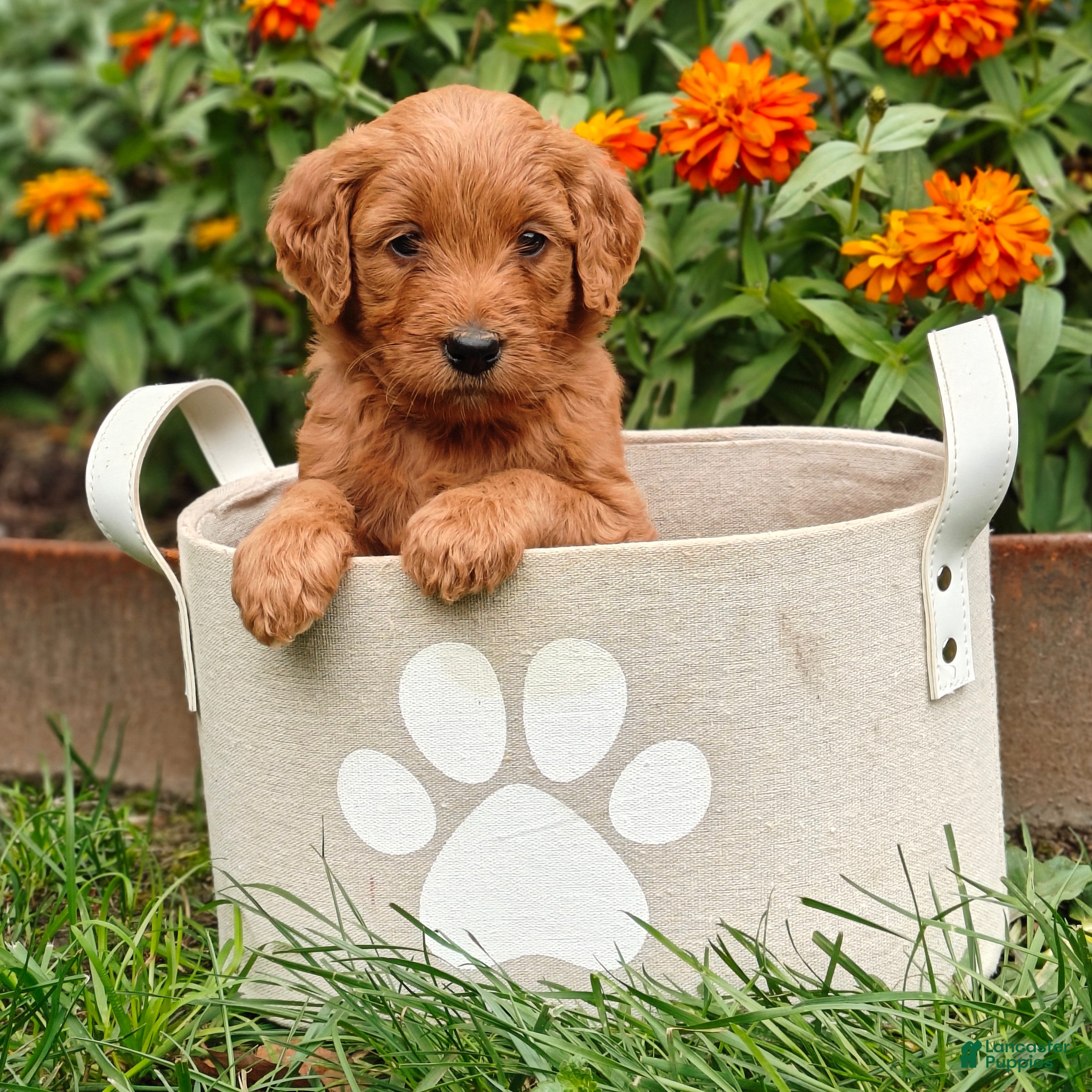Goldendoodle dogs Cinnamon - Ad 2