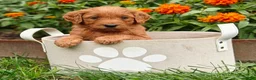 Goldendoodle dogs for sale: Cinnamon - Ad 2