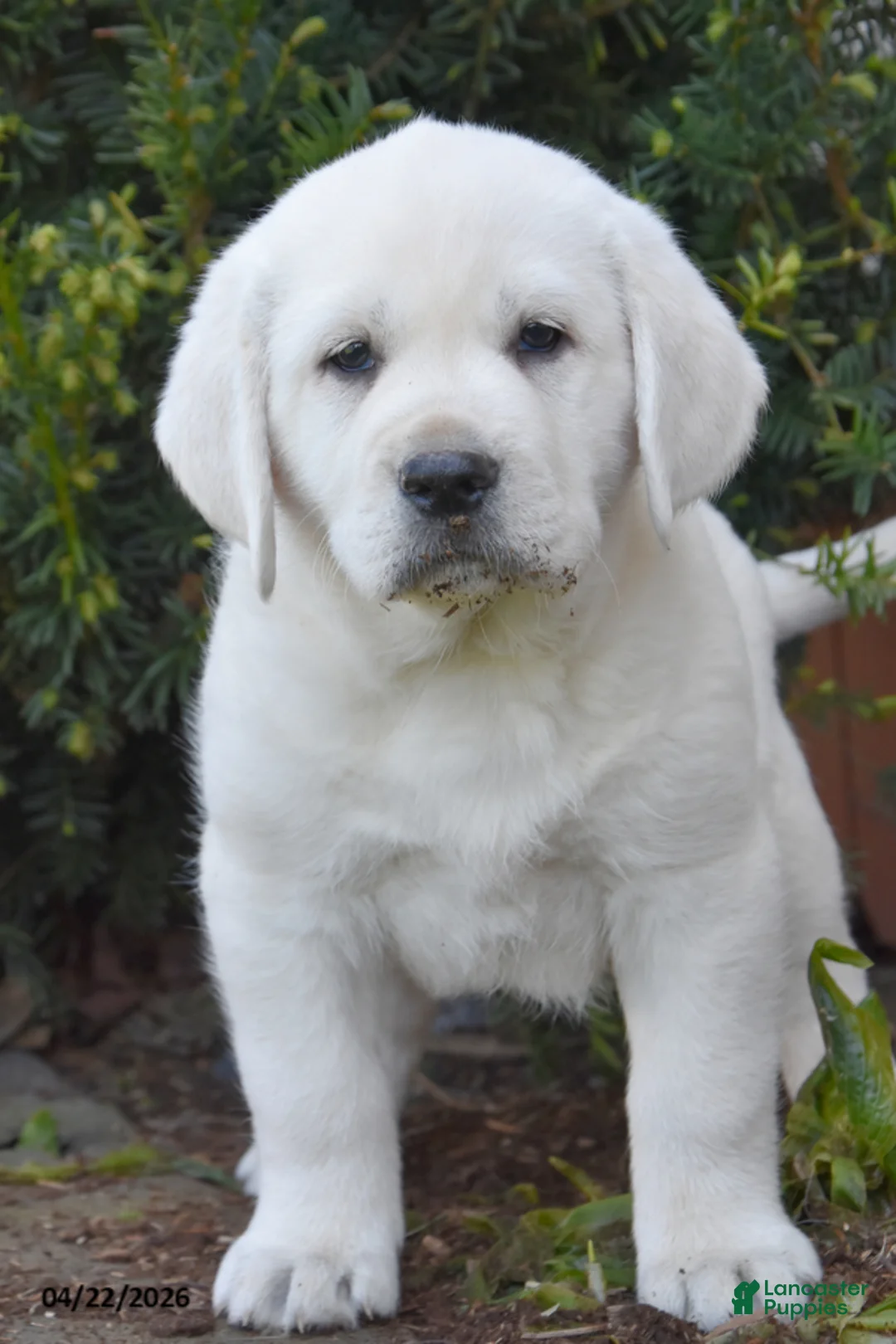Labrador Retriever dogs for sale: Wrenley - Ad 1