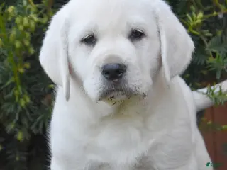 Labrador Retriever dogs for sale: Wrenley - Ad 3