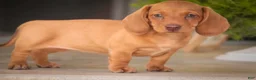 Miniature Dachshund dogs for sale: Jelly Miniature Dachshund  - Ad 5