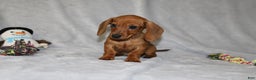 Miniature Dachshund dogs for sale: Chole - Ad 21