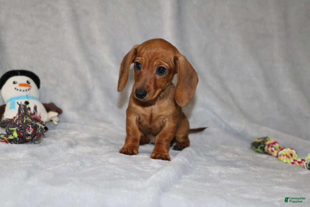 Miniature Dachshund dogs for sale: Chole - Ad 21