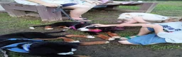 Bernese Mountain Dog dogs for sale: Bernese Mountain Dog 2 - Ad 30