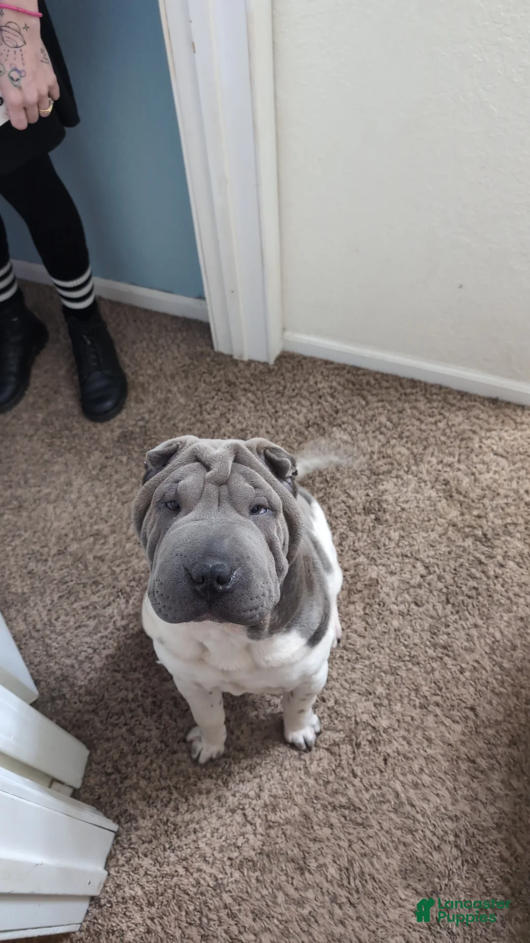 Shar Pei dogs for stud: For Stud - Ad 2