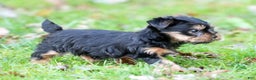 Yorkshire Terrier dogs for sale: Beck - Ad 6