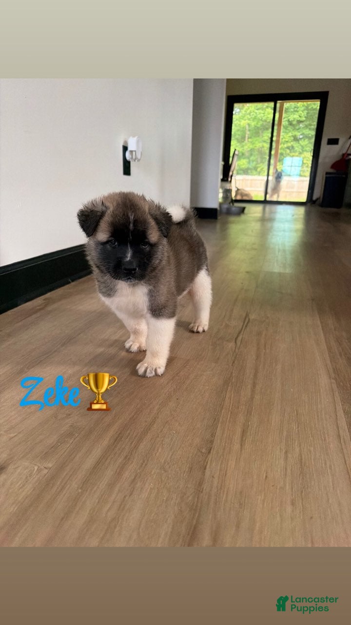 Akita dogs Zeke - Ad 11