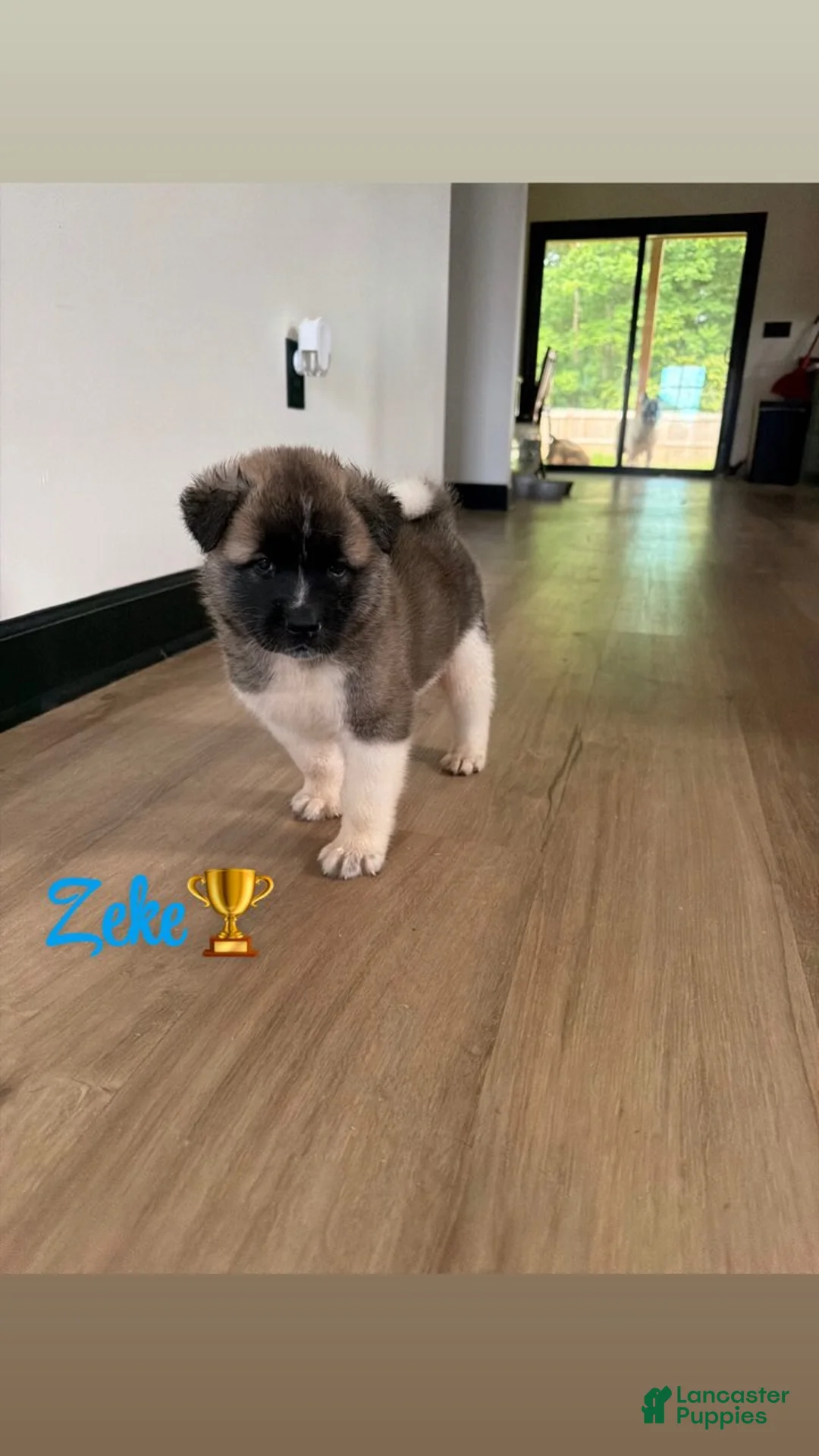 Akita dogs for sale: Zeke - Ad 1