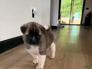 Akita dogs Zeke - Ad 11