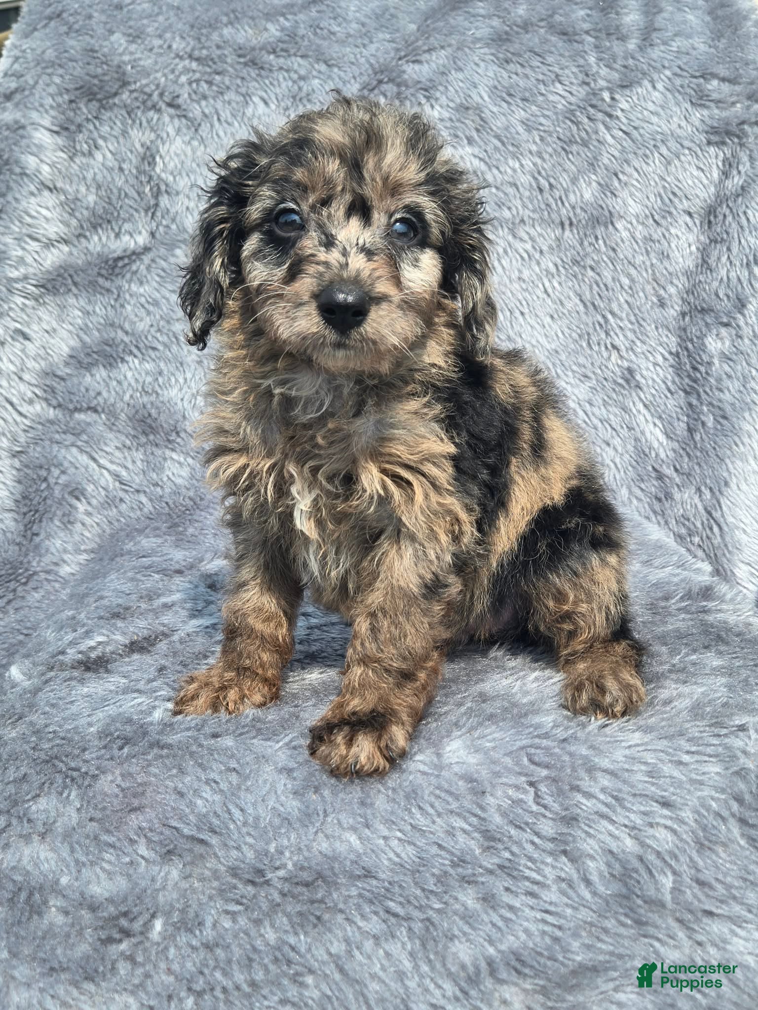 Mini Aussiedoodle dogs Chevy - Ad 2