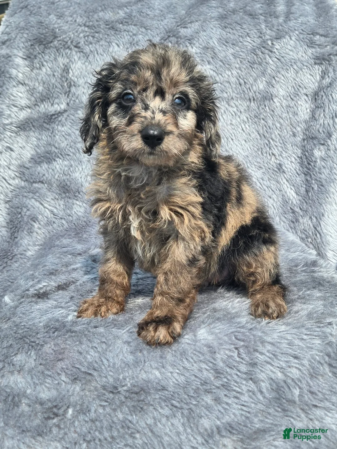 Mini Aussiedoodle dogs for sale: Chevy - Ad 2