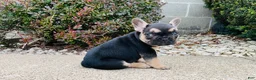 French Bulldog dogs for sale: Asher - Ad 3
