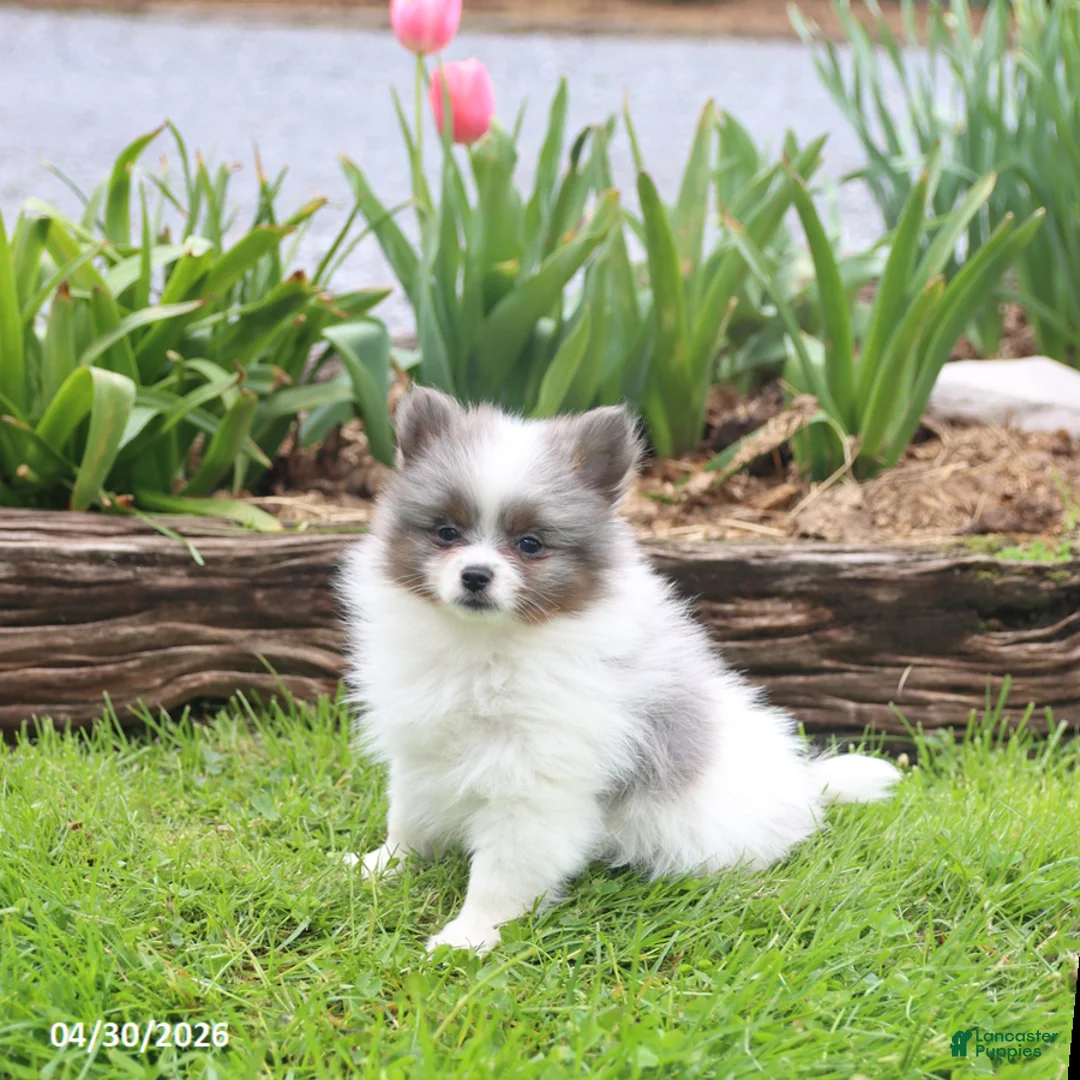Pomeranian dogs for sale: Tiara - Ad 5