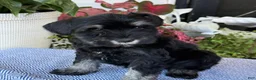 Miniature Schnauzer dogs for sale: Lovely - Ad 7