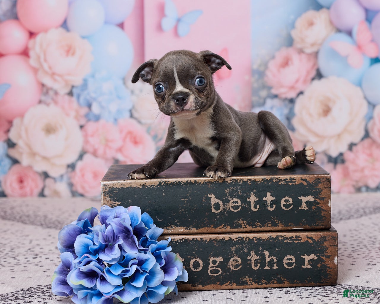 Boston Terrier dogs Jim - Ad 1