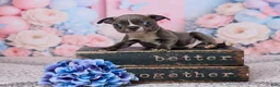 Boston Terrier dogs for sale: Jim - Ad 1