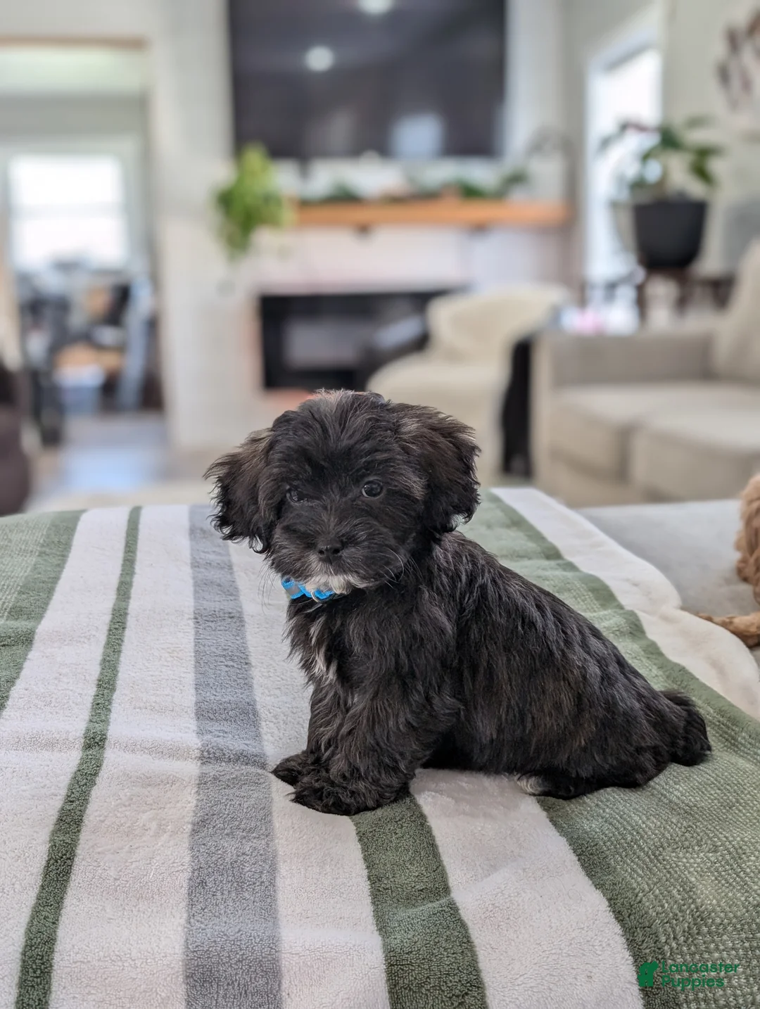 Havapoo dogs for sale: Cookie  - Ad 7