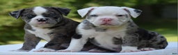 Mixed Breed dogs for sale: Prettia bully bulldog hybrid  - Ad 36
