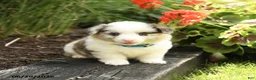 Welsh Corgi Pembroke dogs for sale: Popcorn - Ad 1