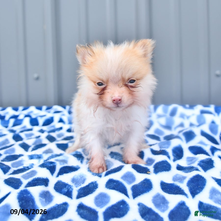 Pomeranian dogs for sale: Dahlia - Ad 3