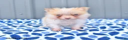 Pomeranian dogs for sale: Dahlia - Ad 1