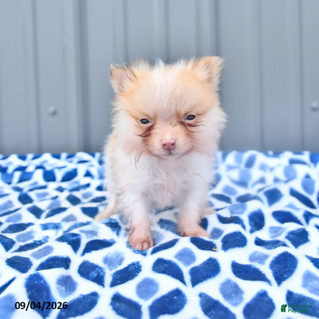 Pomeranian dogs for sale: Dahlia - Ad 1